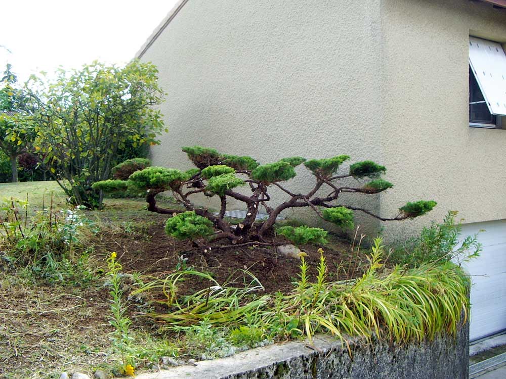 Juniperus taille Japonaise - Les Jardins de Bastide Valence