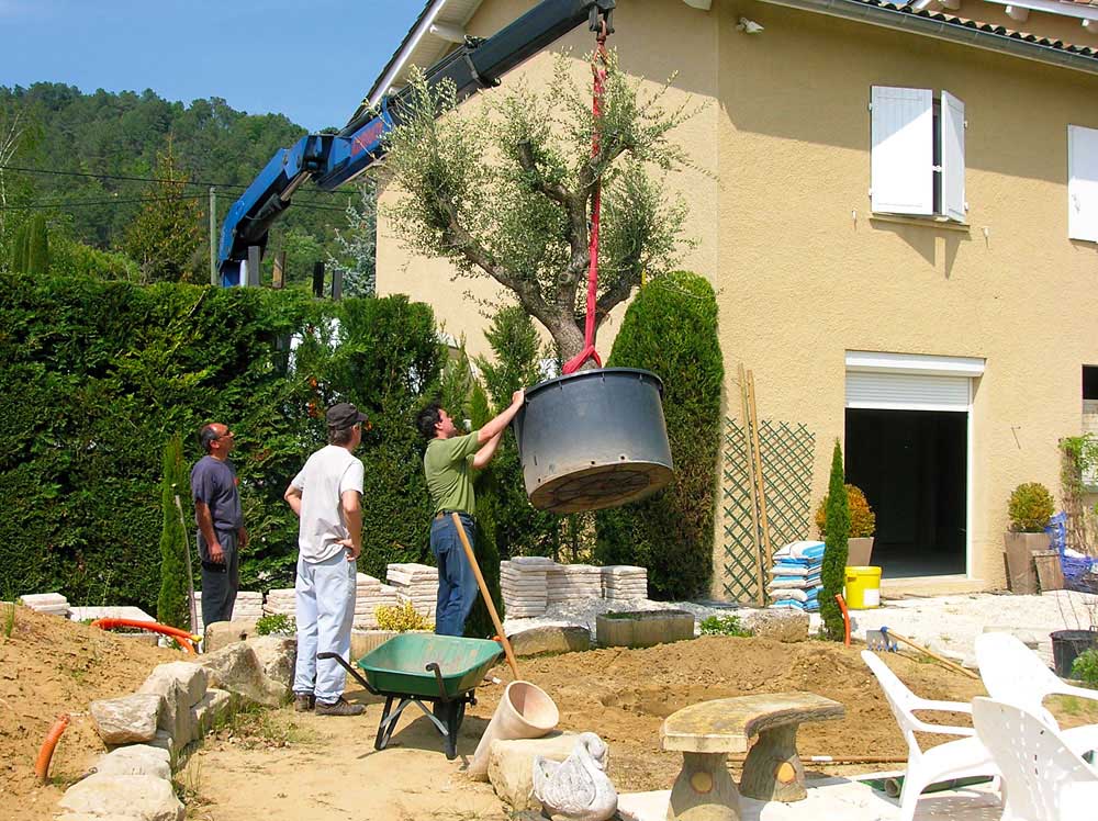 Amnagement autours d'une piscine : Plantation d'un olivier - Les Jardins de Bastide